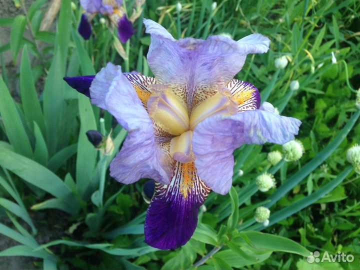 Ирисы. Многолетники для сада