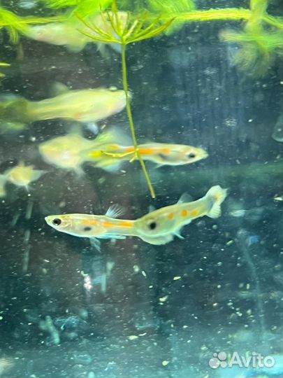 Аквариумные рыбки гуппи