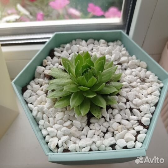 Монстера деликатесная, молодило каменная роза