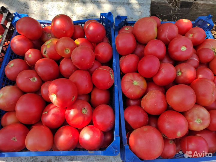 Розовые помидоры на томат