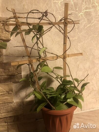 Хоя, зацвела