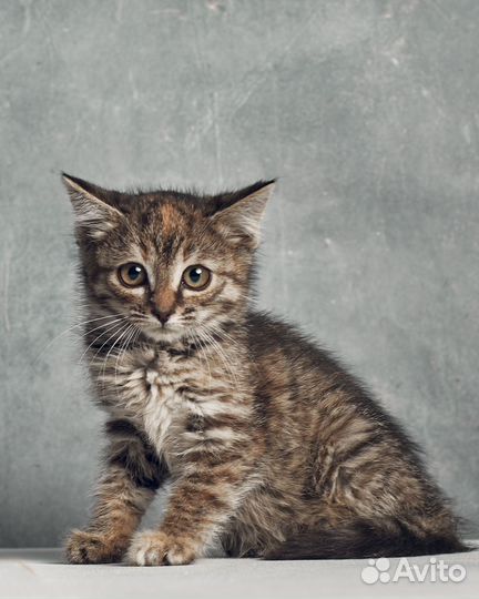 Очаровательные котята