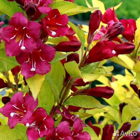 Вейгела Голден Джинс