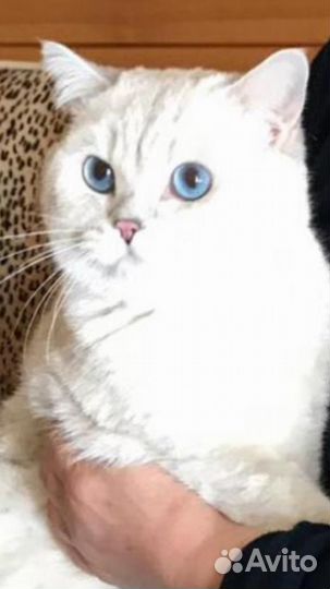 Британские котята короткошерстные