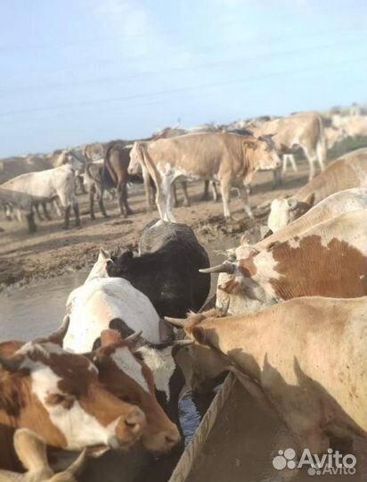 Коровы и телки