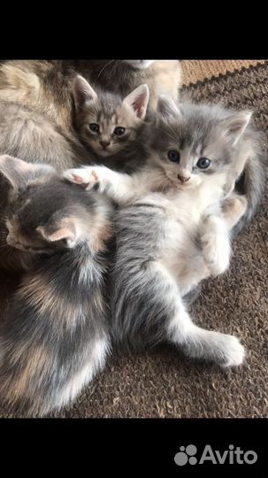 Котята в добрые руки