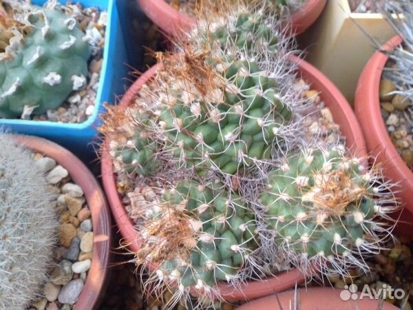 Кактусы на продажу, Turbinicarpus pseudomacrochele