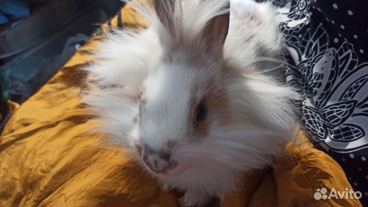 Декоративные кролики