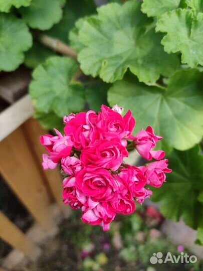 Пеларгония герань