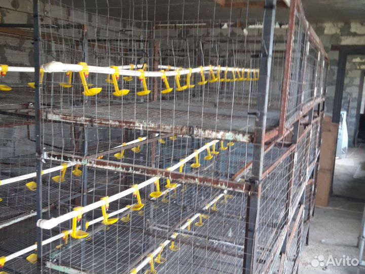 24 клетки для птиц