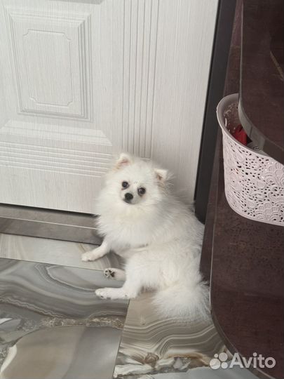 Померанский шпиц