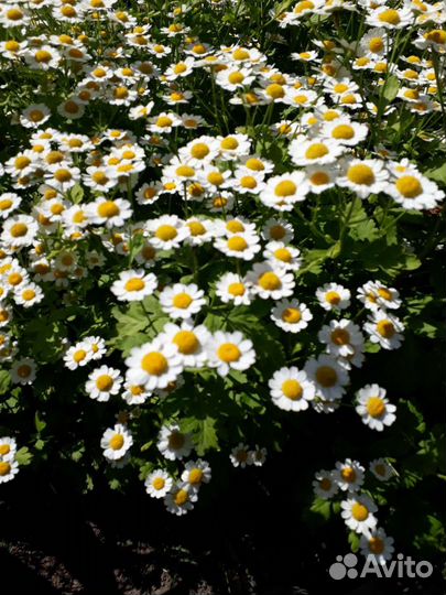 Пиретрум-ромашка