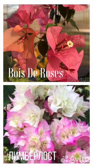 Бугенвиллия много сортов