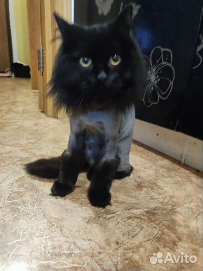 Кошка в добрые руки