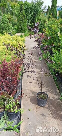 Берёза Роял фрост