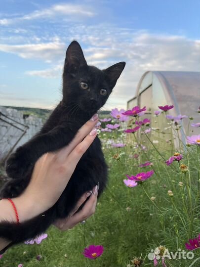Кот черный