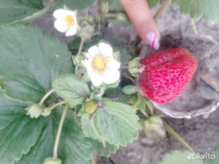 Саженцы ремонтантной клубники