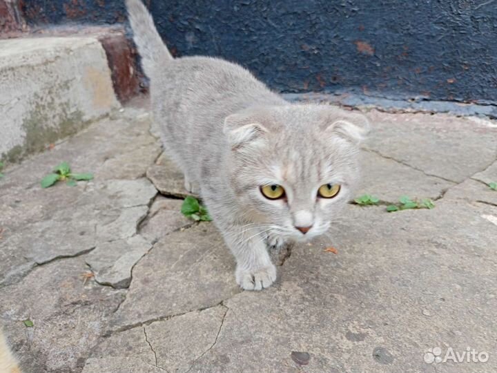 Шотландский вислоухий котенок