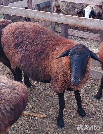 Гиссар эдельбай