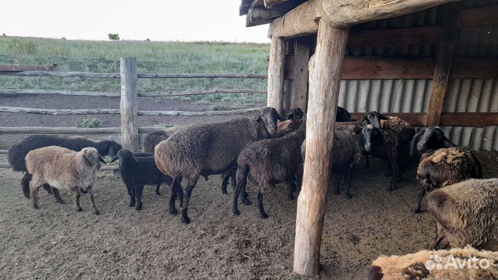Овцы на племя