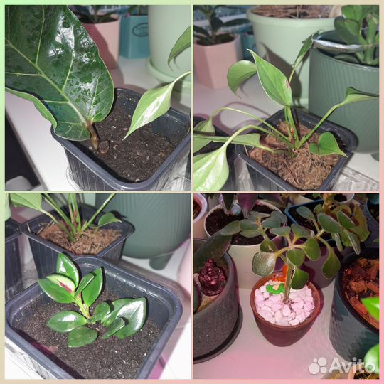 Мирт,гранат,фикусы,спатифиллум,антуриум