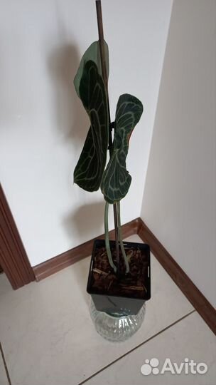 Антуриум Кларинервиум