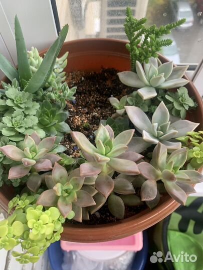 Суккуленты для дома и сада