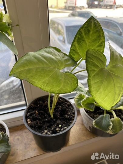 Сингониум Вайт