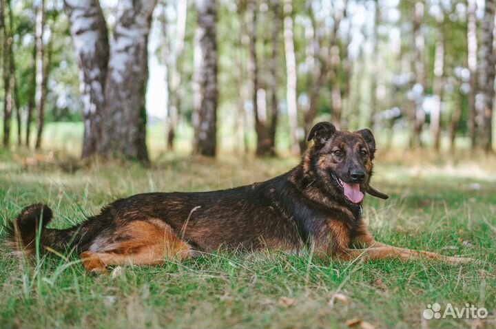 Метис бельгийской овчарки ищет дом