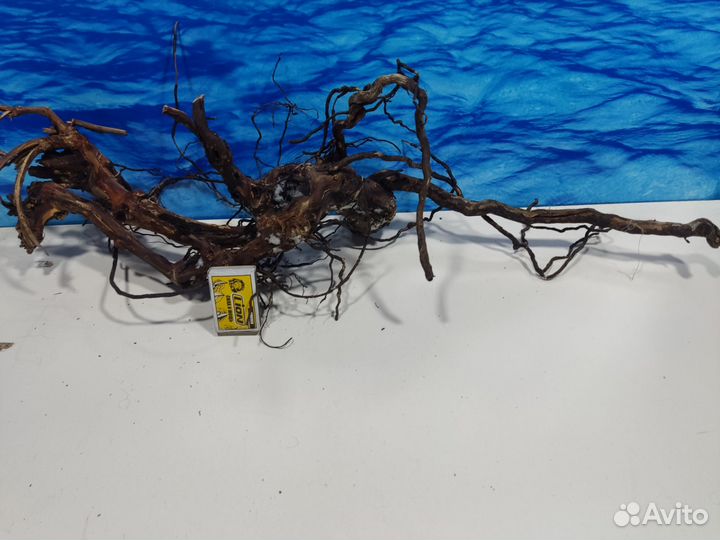 Корень виноградный коряга