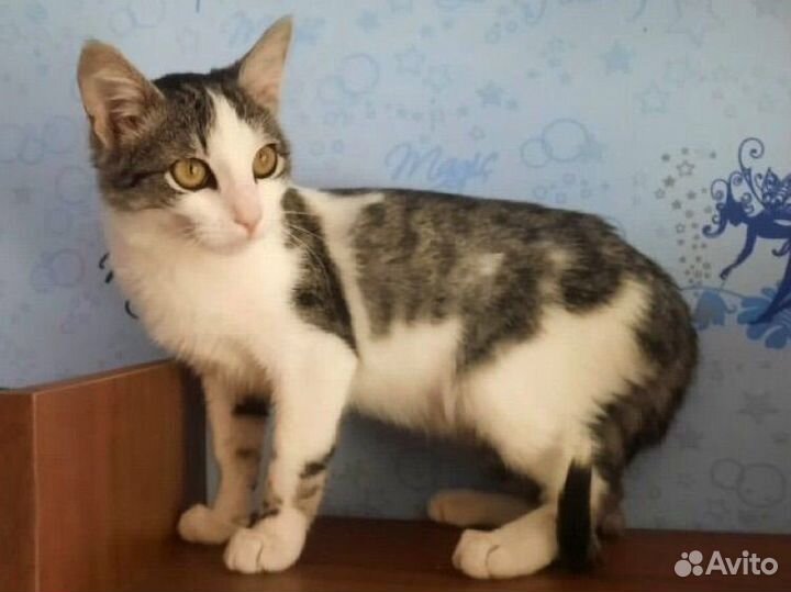 Котик скромняга в дар
