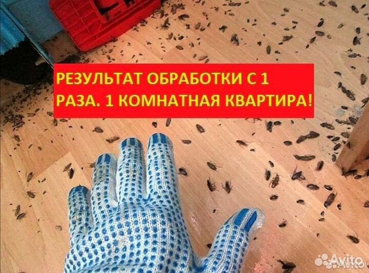 Уничтожение клопов тараканов мышей запаха блох