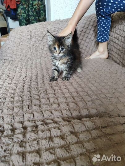 Котята мейн-кун