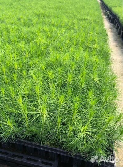 Сеянцы сосны в розницу