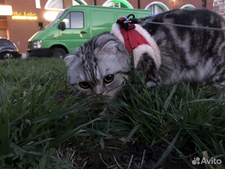 Отдам кота в добрые руки