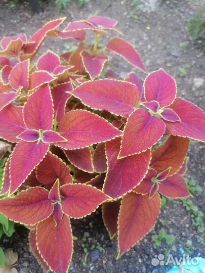 Колеус и пеларгония