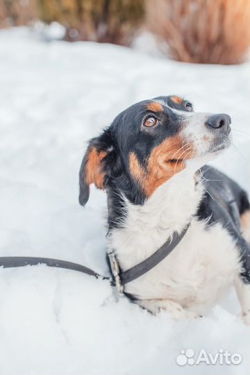 Ищет дом Мелкая Собачка Дина