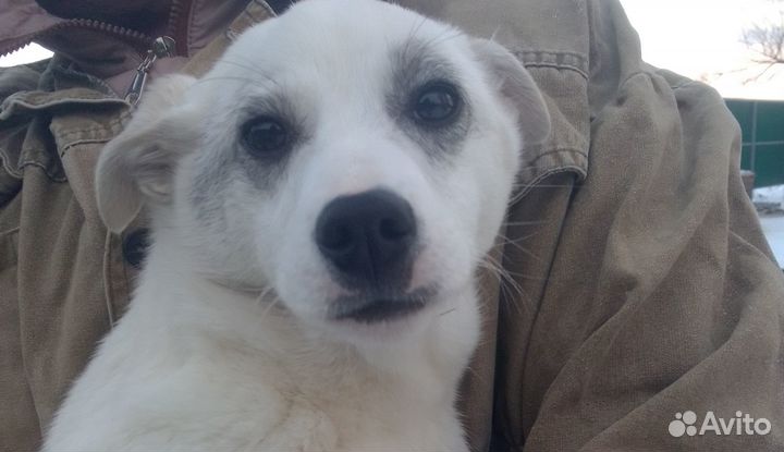 Щенок в добрые руки