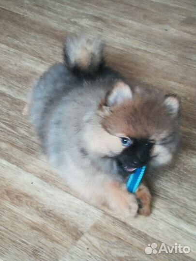 Щенки немецкого шпица