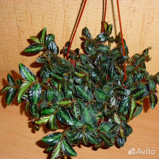 Цветы домашние