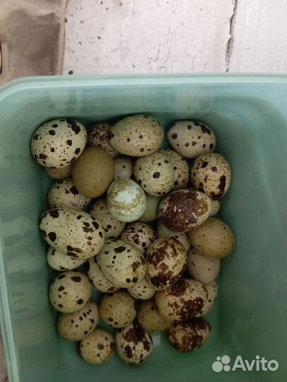 Яйцо куриное, перерелиное