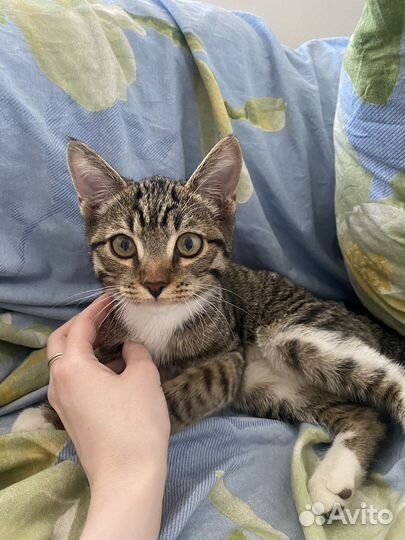 Нашли котенка