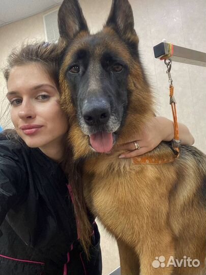 Экспресс линька