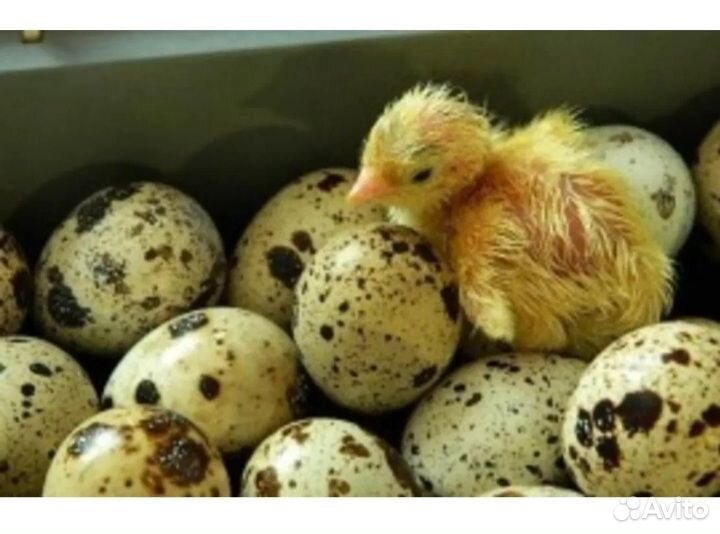 Инкубационное яйцо перепелов техас утяжелёный