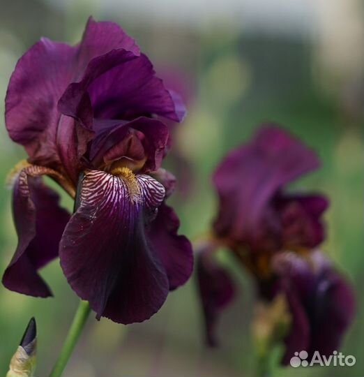 Сортовые ирисы