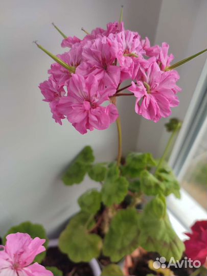 Пеларгония герань
