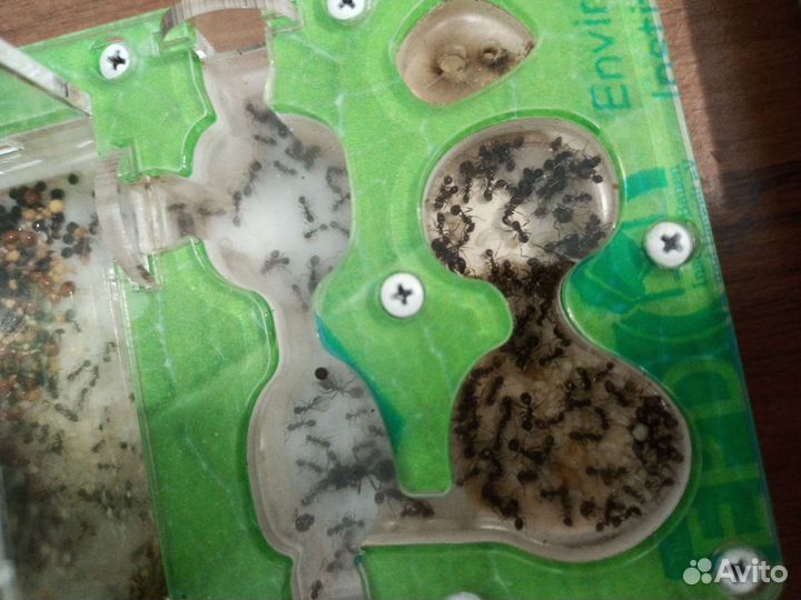 Муравьиная ферма с муравьями