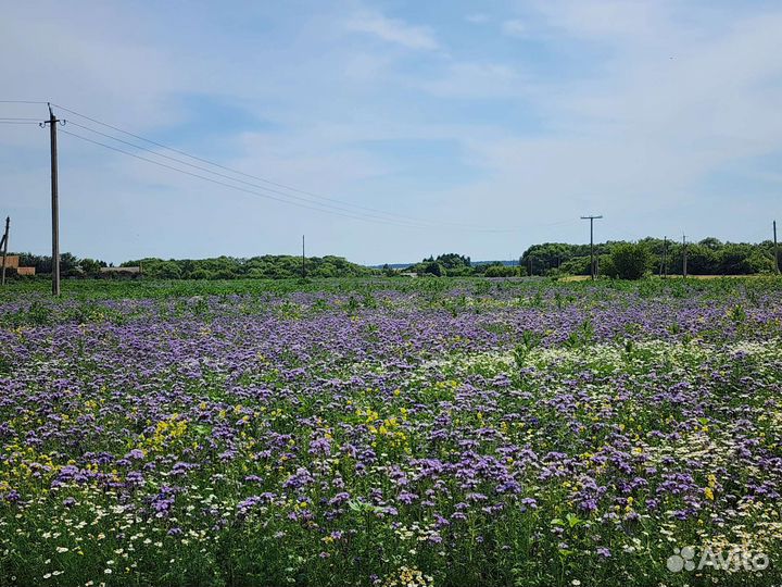 Мёд от правильных пчел - медосбор 2023г