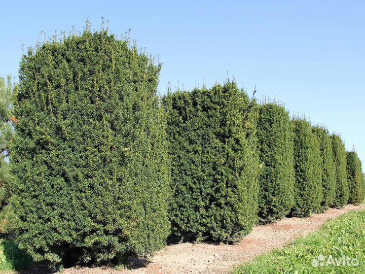 Тис средний Хикси, морозостойкий