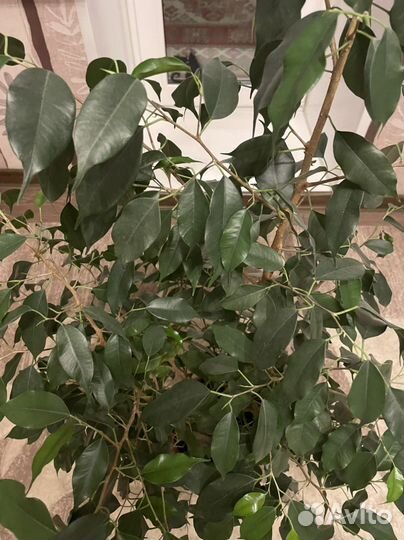 Фикус бенджамина